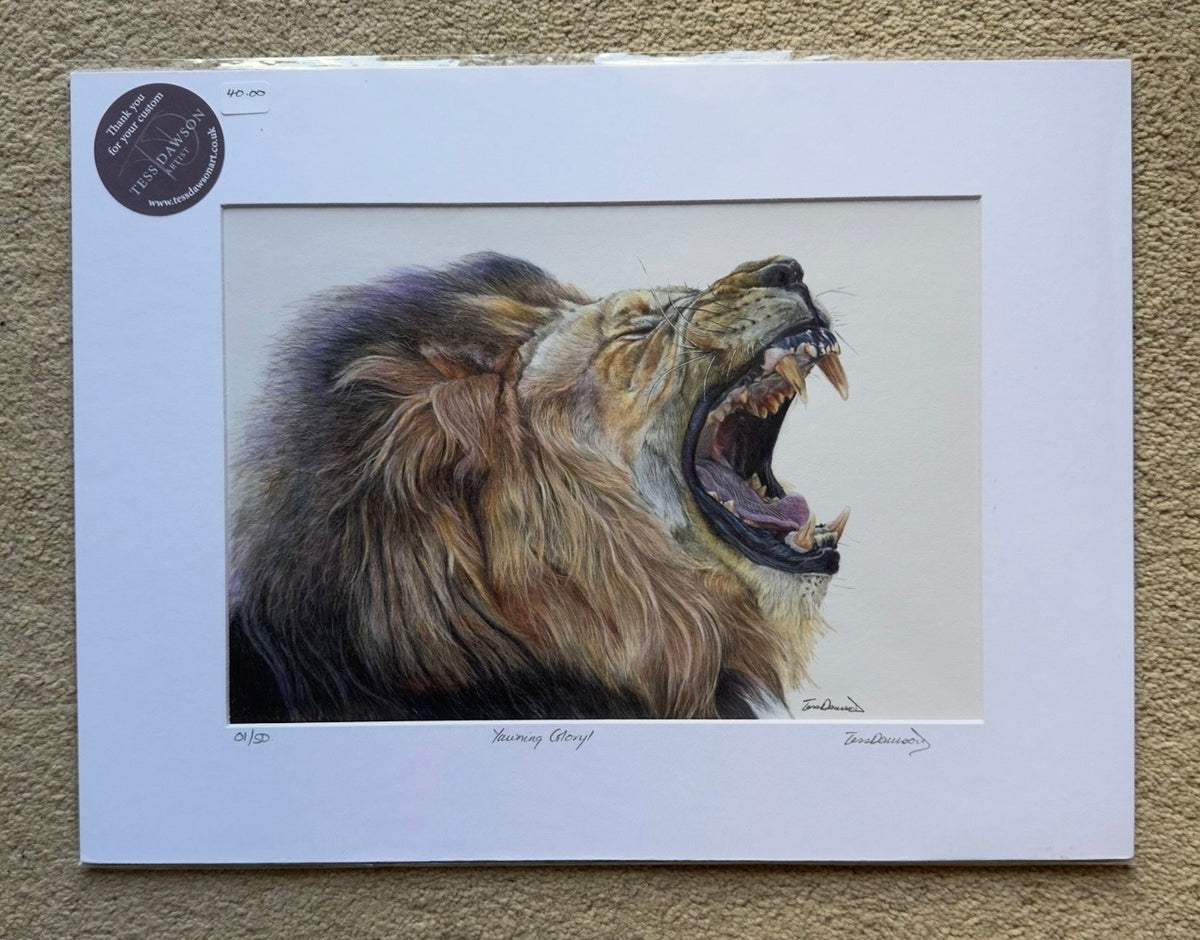 Yawning Glory