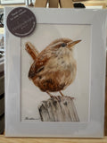 British Wildlife - The Wren