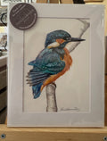 British Wildlife - The Kingfisher