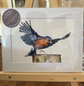 British Wildlife - The Chaffinch