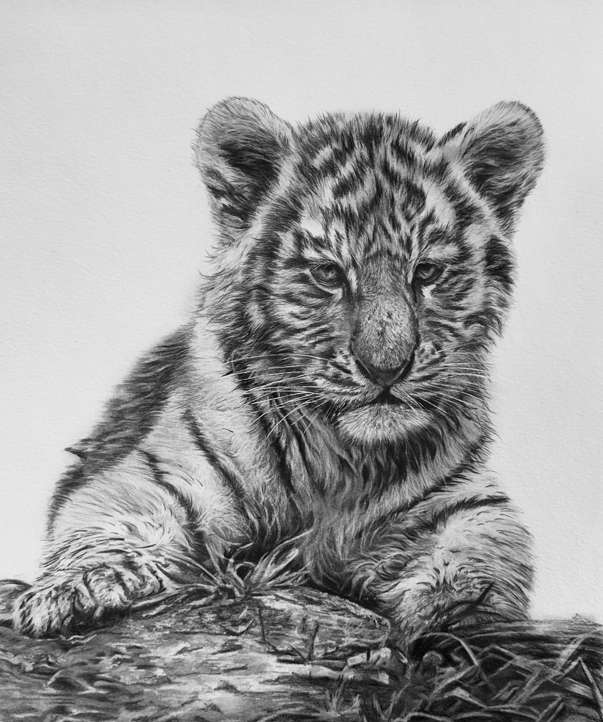 Paws for Thought